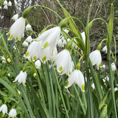 Spring